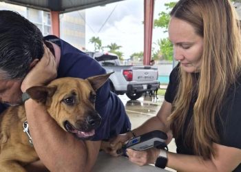 Municipio de Cataño celebrará jornada de vacunación y cuidado preventivo para perros y gatos a bajo costo