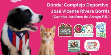 Vacunación de bajo costo busca proteger a 500 mascotas en Arroyo