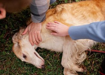 Cómo identificar si tu mascota ha sido envenenada