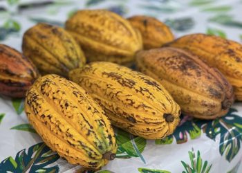 El Festival Aguada sabe a Cacao es este sábado y domingo.