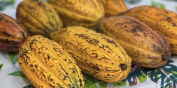 El Festival Aguada sabe a Cacao es este sábado y domingo.