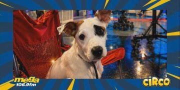 ¡Alex DJ adopta a Lucky!