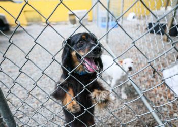 INTERNOS DEL PROGRAMA JOSÉ M. BERROCAL PARTICIPAN EN JORNADA DE SERVICIO COMUNITARIO EN SANTUARIO DE ANIMALES SAN FRANCISCO DE ASÍS