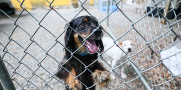 INTERNOS DEL PROGRAMA JOSÉ M. BERROCAL PARTICIPAN EN JORNADA DE SERVICIO COMUNITARIO EN SANTUARIO DE ANIMALES SAN FRANCISCO DE ASÍS
