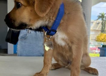 Decenas de dueños de mascotas se beneficiaron con Clínica de Vacunación en Moca