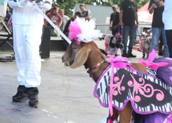 FESTIVAL NACIONAL DEL CABRO CELEBRA EN GRANDE SUS 19 AÑOS EN CATAÑO