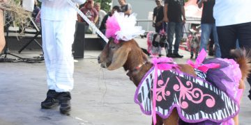 FESTIVAL NACIONAL DEL CABRO CELEBRA EN GRANDE SUS 19 AÑOS EN CATAÑO