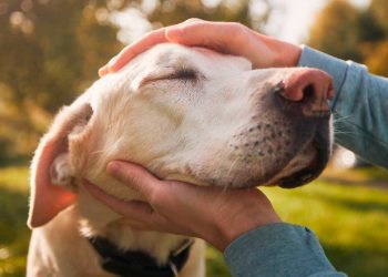 Colegio de Médicos Veterinarios reanuda grupos de apoyo para dueños de mascotas en duelo