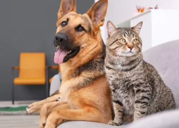 Cambios de comportamiento en tu mascota: señales de alerta en perros y gatos que no debes ignorar