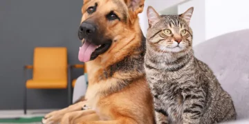 Cambios de comportamiento en tu mascota: señales de alerta en perros y gatos que no debes ignorar