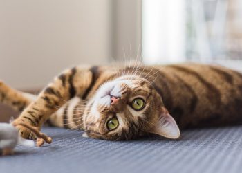 Así son los gatos: 6 curiosidades y consejos que pueden ayudarte   en su cuidado diario