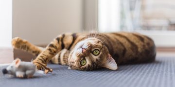 Así son los gatos: 6 curiosidades y consejos que pueden ayudarte   en su cuidado diario